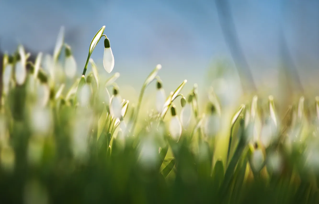 Photo wallpaper grass, macro, flowers, background, blue, spring, blur, snowdrops