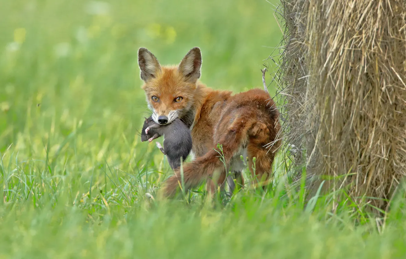 Photo wallpaper grass, nature, animal, rat, mining, Fox, teen