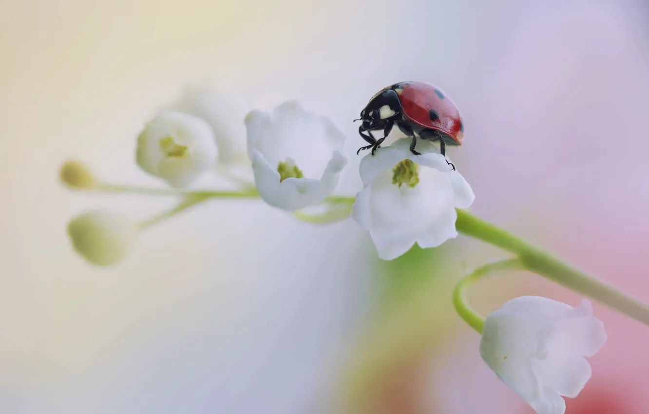 Photo wallpaper flower, macro, ladybug, beetle, Lily of the valley, Rina Barbieri