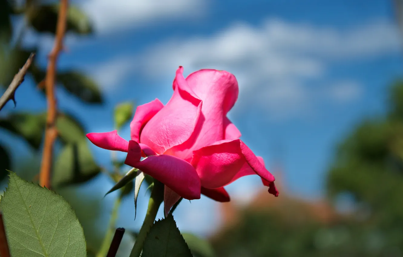 Photo wallpaper Bud, Pink rose, Pink rose