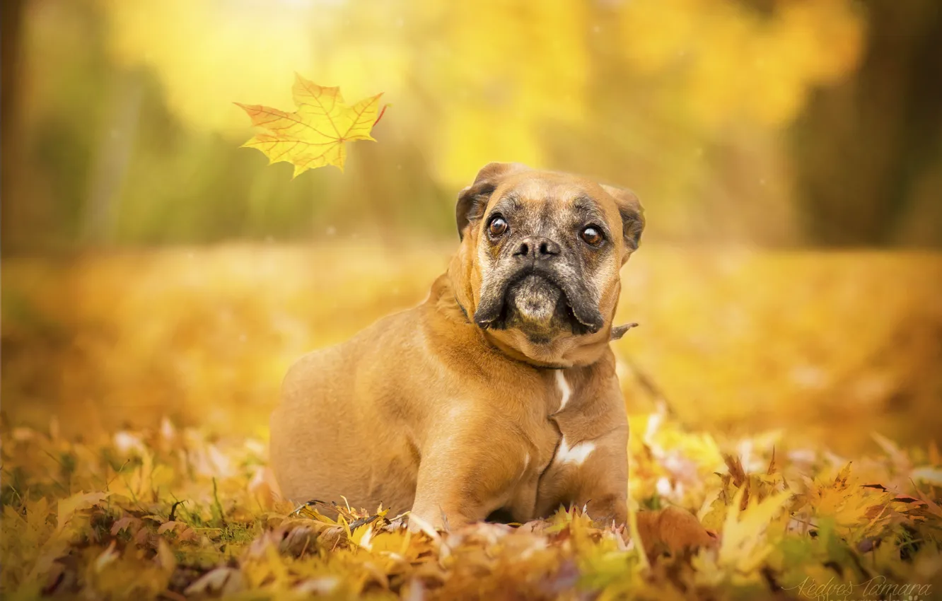 Photo wallpaper autumn, leaves, dog, boxer