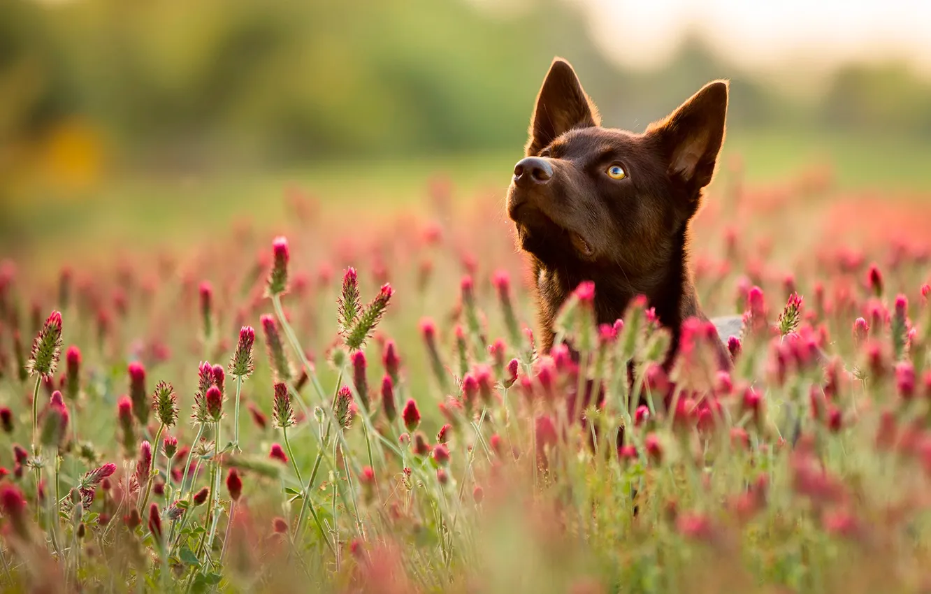 Photo wallpaper field, summer, grass, face, flowers, dog, bokeh
