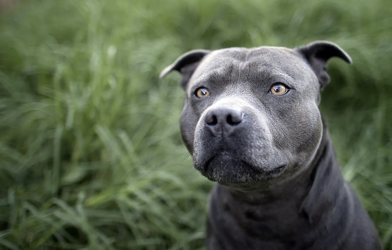 Photo wallpaper field, look, dog