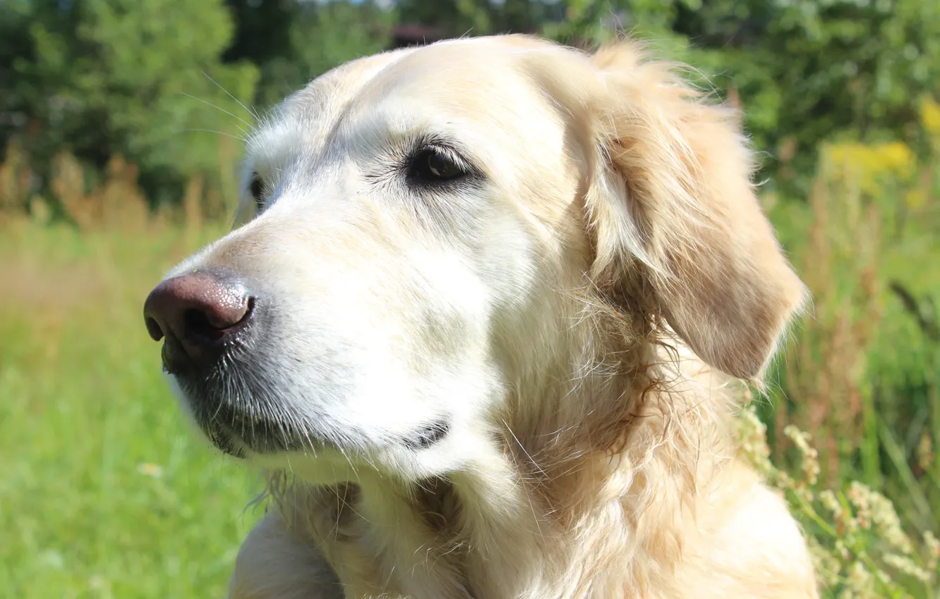 Photo wallpaper summer, grass, dog, Labrador, Retriever