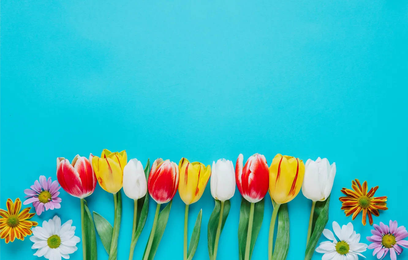 Photo wallpaper flowers, colorful, tulips, fresh, chrysanthemum, flowers, tulips, spring