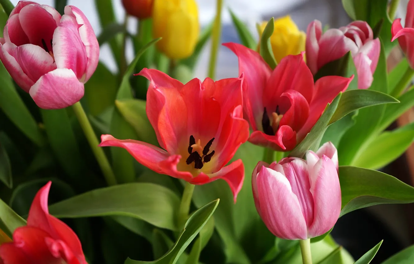 Photo wallpaper flowers, yellow, red, bouquet, spring, stamens, tulips, pink