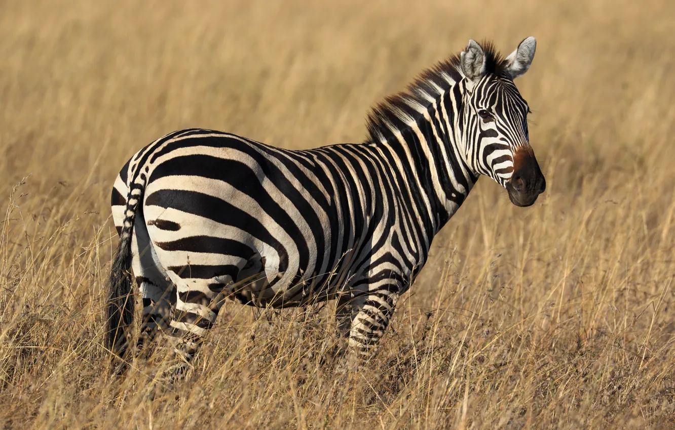 Photo wallpaper field, grass, Zebra, Savannah, Africa
