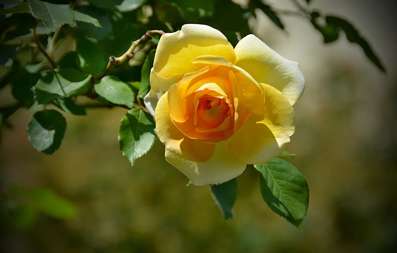 Photo wallpaper Bokeh, Bokeh, Yellow rose, Yellow rose