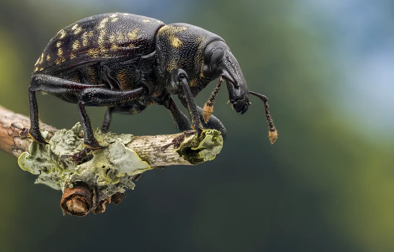 Photo wallpaper macro, branches, background, beetle, insect, bokeh, spotted, weevil