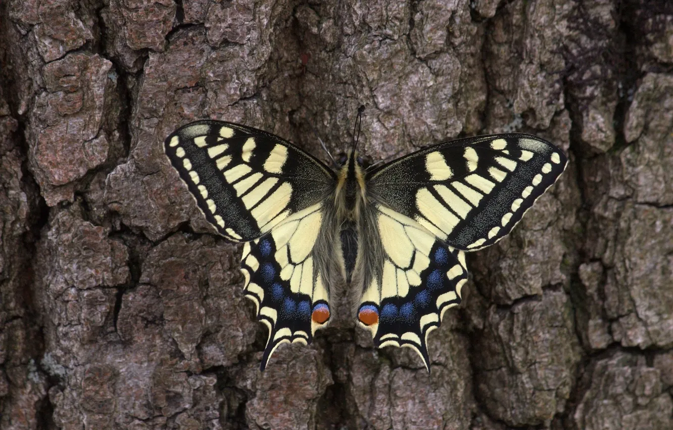 Photo wallpaper butterfly, wings, insect, tree bark