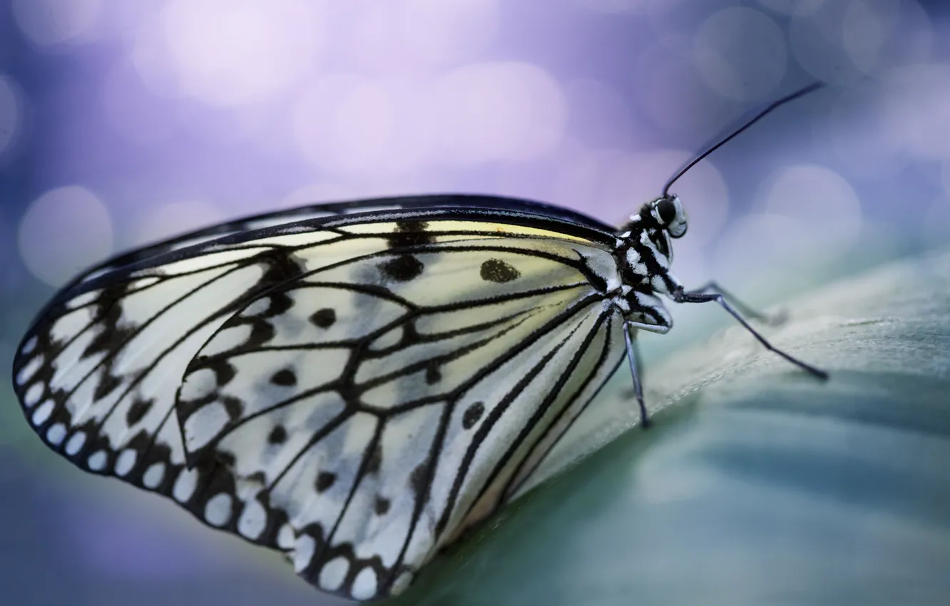 Photo wallpaper butterfly, wings, spot, antennae, bokeh