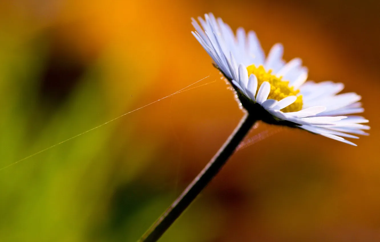 Photo wallpaper white, macro, chamomile, web, petals