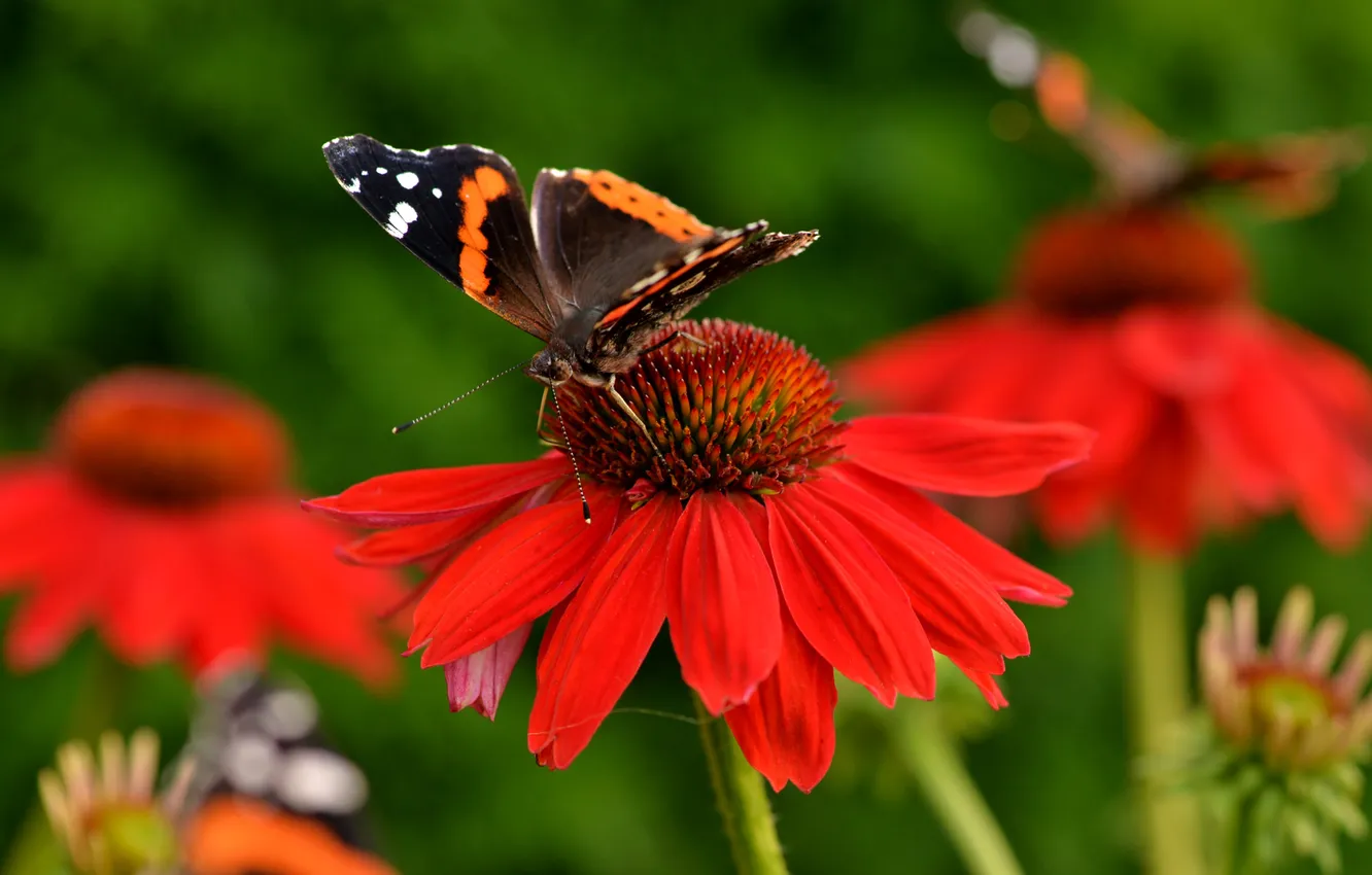 Photo wallpaper flowers, butterfly, wings, petals, insect, moth, Echinacea