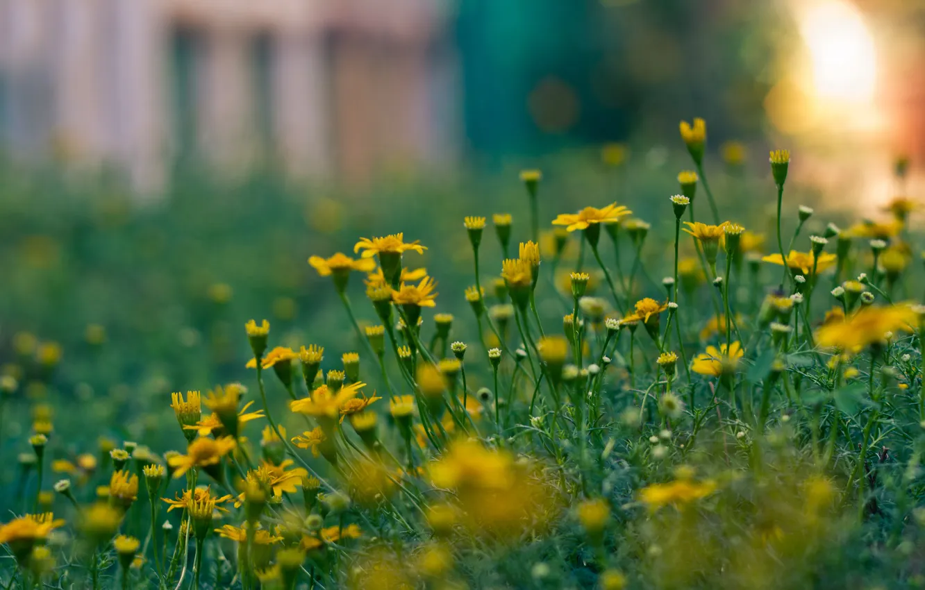 Photo wallpaper the sun, macro, rays, light, flowers, yellow, nature, glare