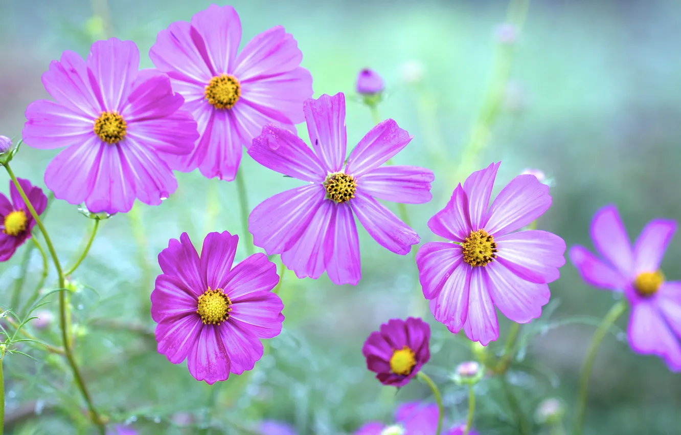 Photo wallpaper field, drops, nature, Rosa, petals, meadow