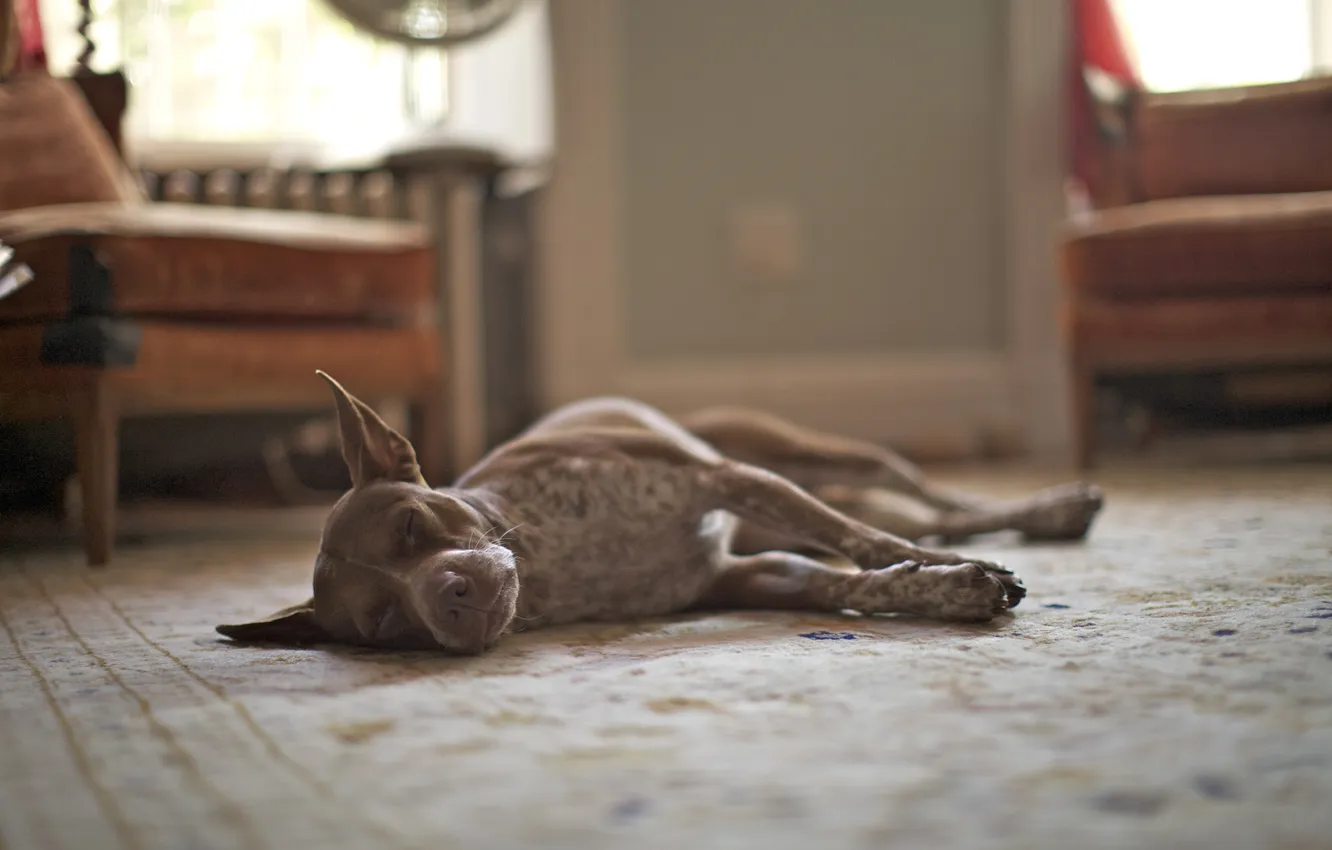 Photo wallpaper room, dog, sleeping, dog