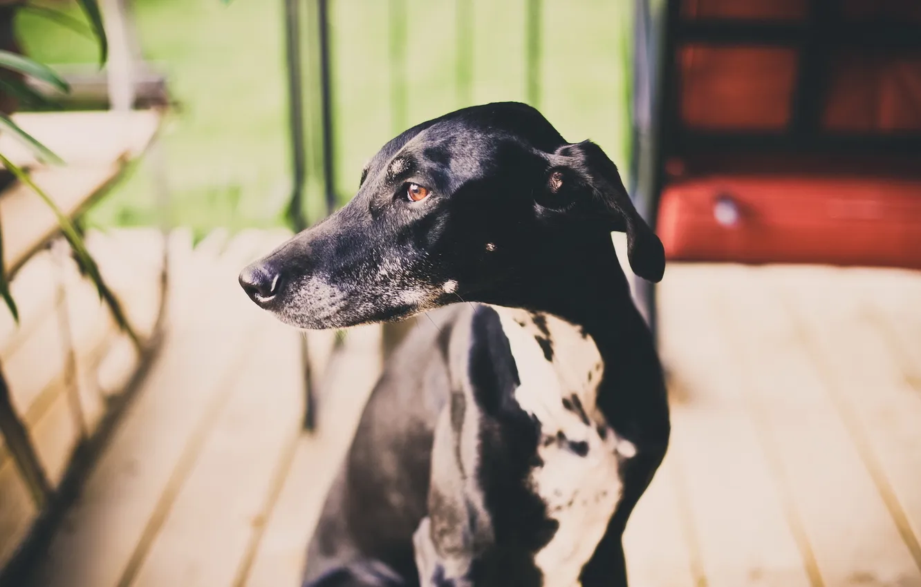 Photo wallpaper look, each, dog