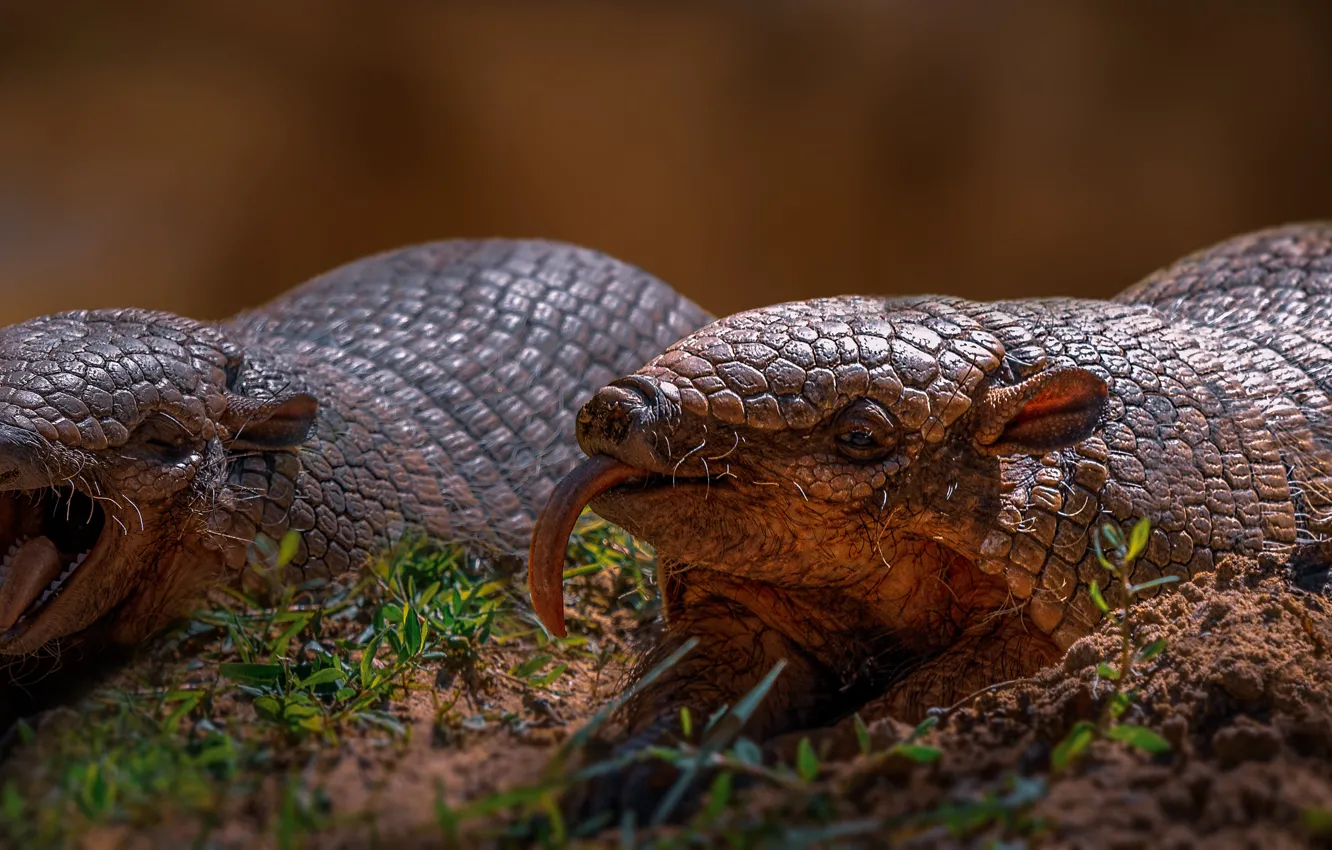 Photo wallpaper language, face, two, treatment, mouth, pair, lies, pangolin