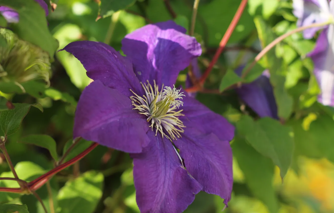 Photo wallpaper macro, flowers, flora