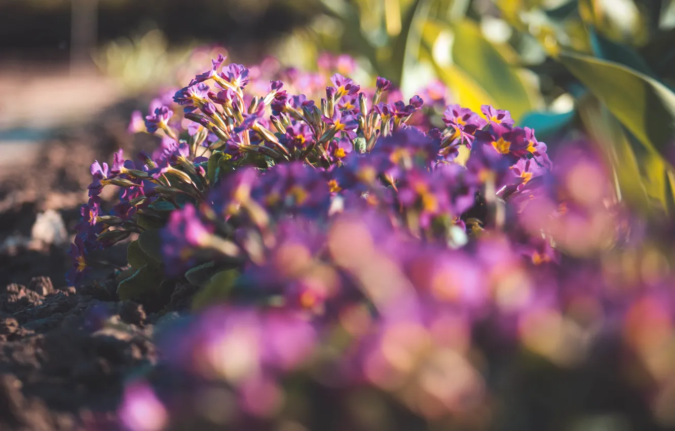 Photo wallpaper macro, bokeh, flowers. purple