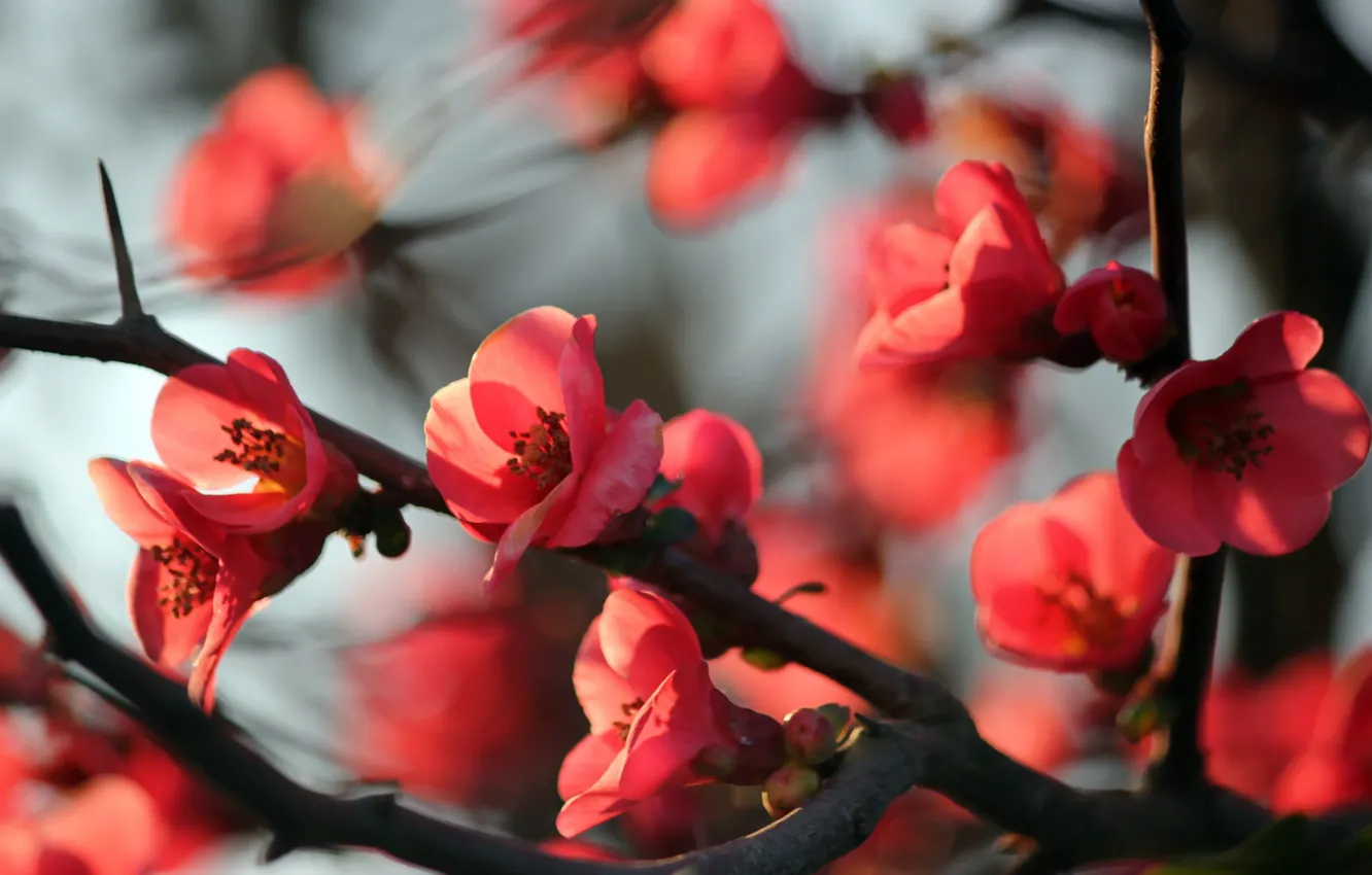 Photo wallpaper trees, flowers, branches