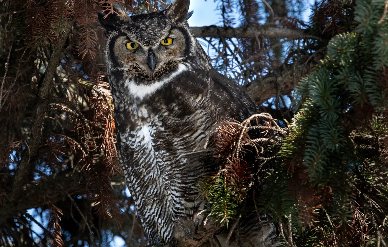 Photo wallpaper trees, branches, nature, owl, bird, coniferous, owl, Virgin Filin