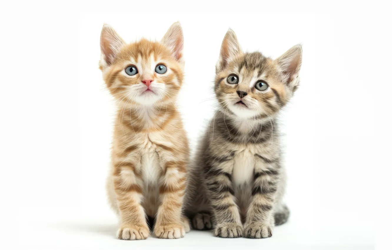 Photo wallpaper cat, look, pose, white background, kitty, face, a couple, Duo