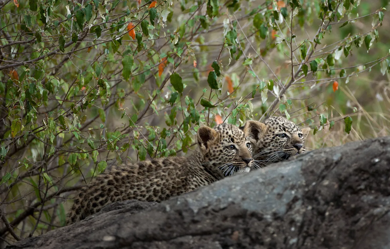 Photo wallpaper branches, tree, stone, kittens, a couple, leopards, cubs