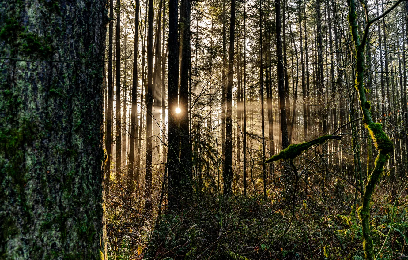 Photo wallpaper forest, the sun, trees, branches