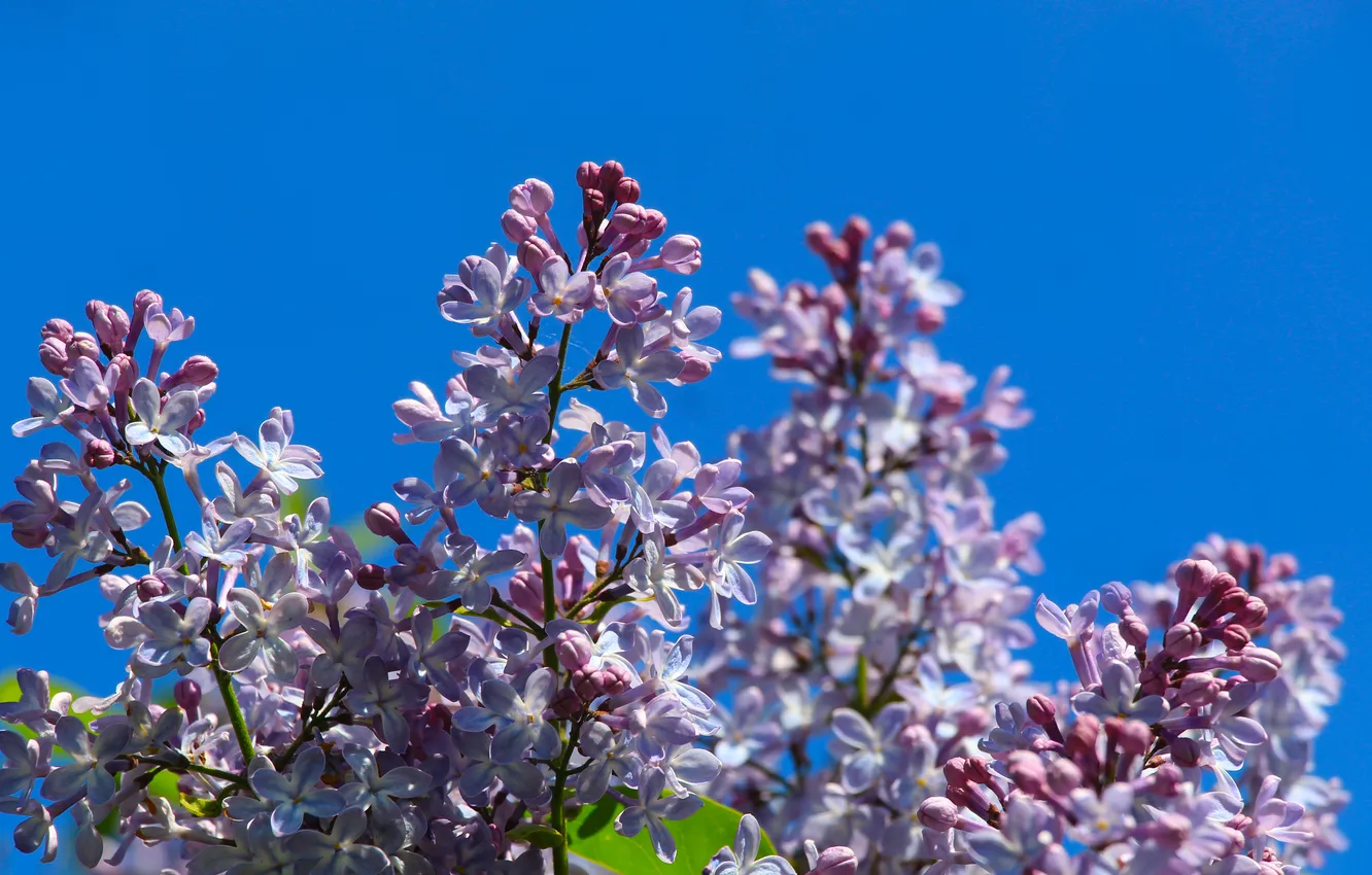 Photo wallpaper flower, sky, spring, lilac, twig