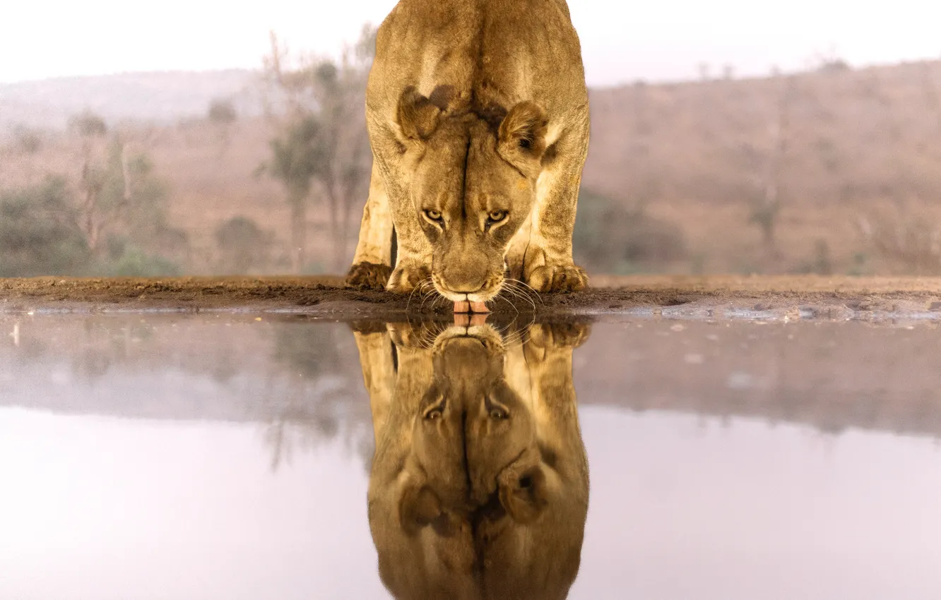 Photo wallpaper water, reflection, lioness