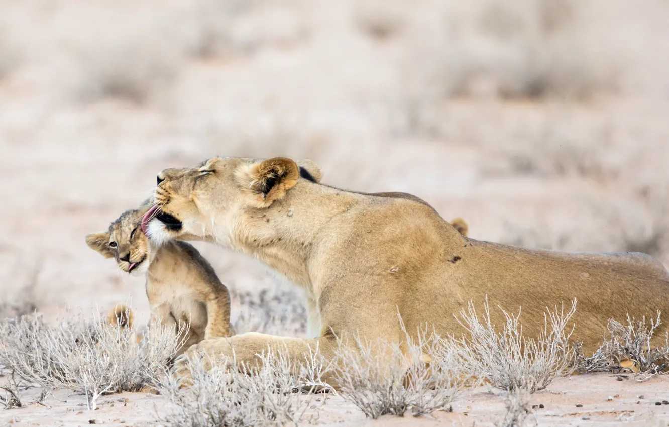 Photo wallpaper nature, animals, Africa, lions