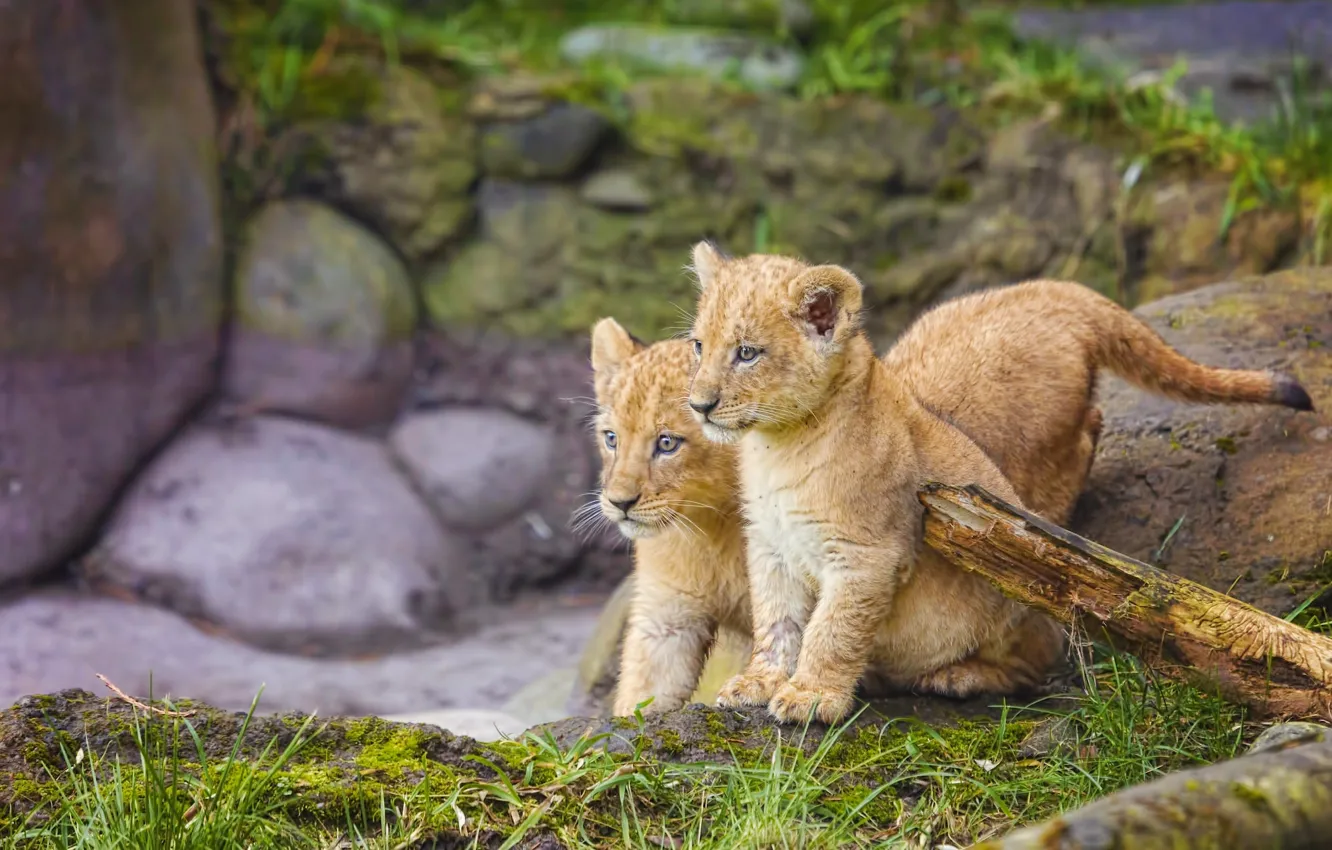 Photo wallpaper baby, kitty, lion, twins