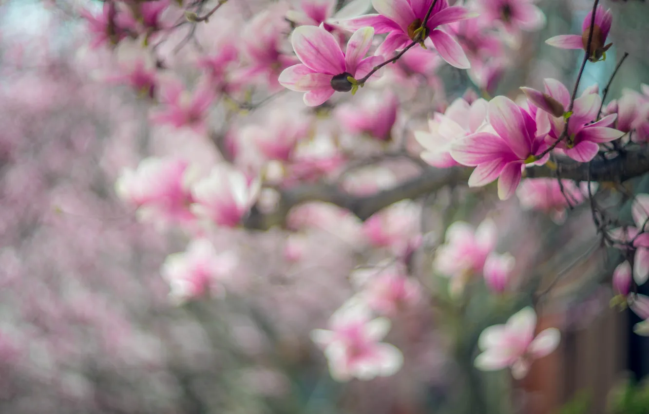 Photo wallpaper flowers, branches, nature, blur, spring, pink, flowering, gently