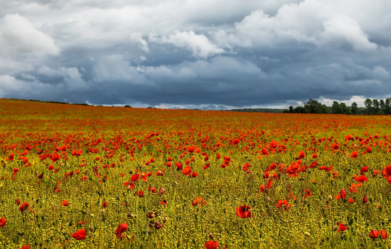 Photo wallpaper summer, clouds, flowers, red, Maki, blurred background, poppy field