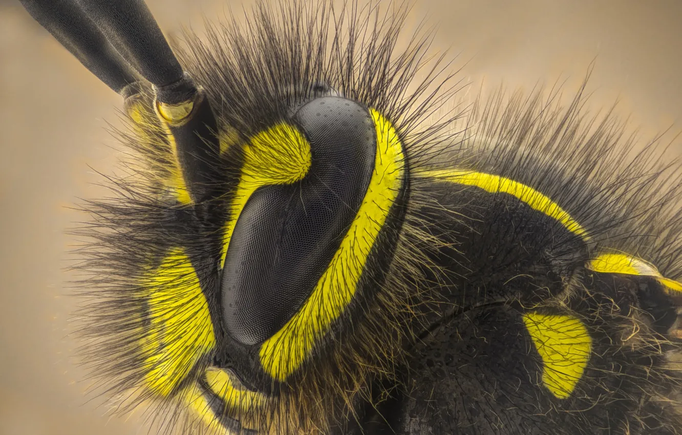 Photo wallpaper eyes, bee, insect, antennae