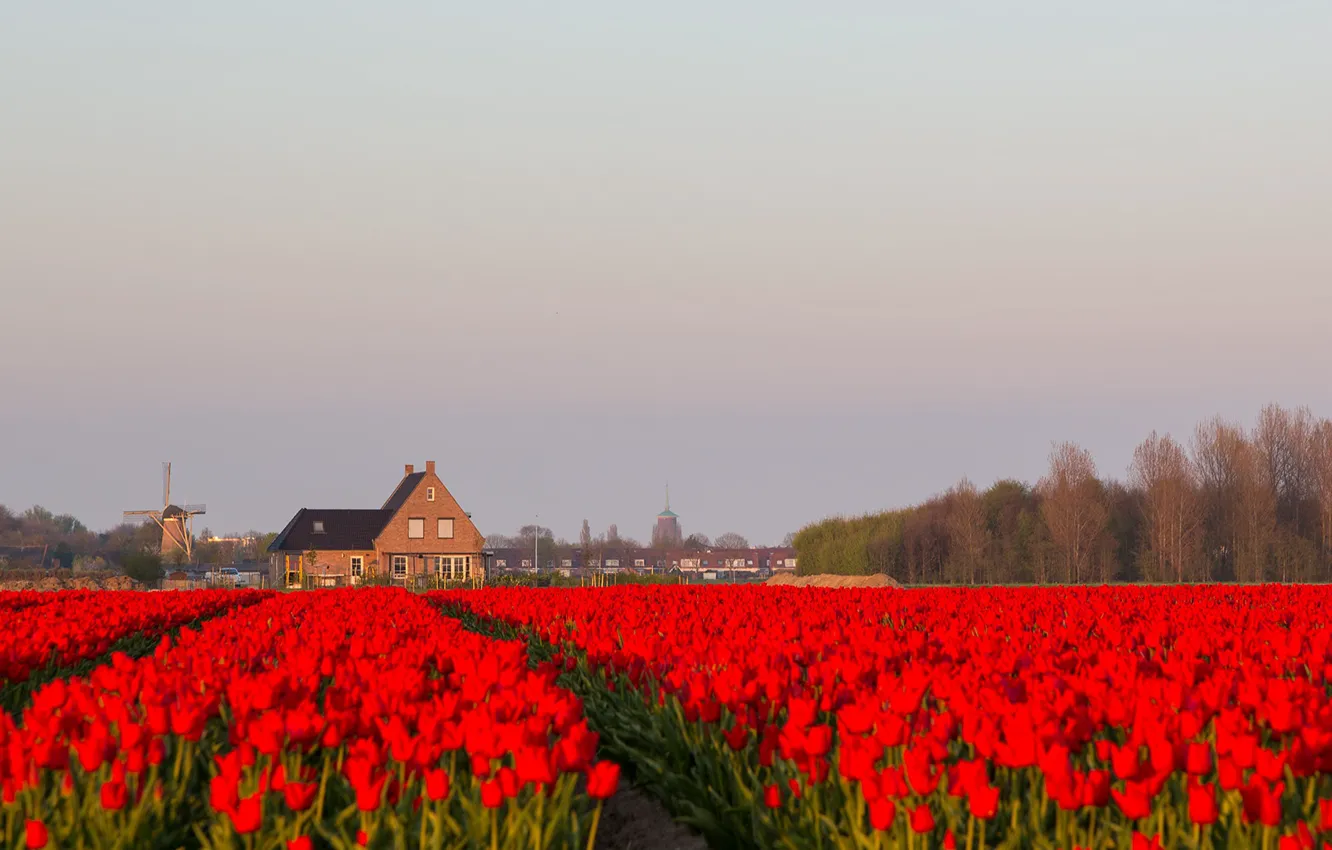 Photo wallpaper flowers, house, tulips, Netherlands, plantation, windmill