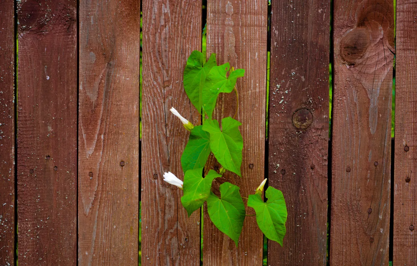 Photo wallpaper white, summer, flowers, nature, the fence, village, cottage, bindweed