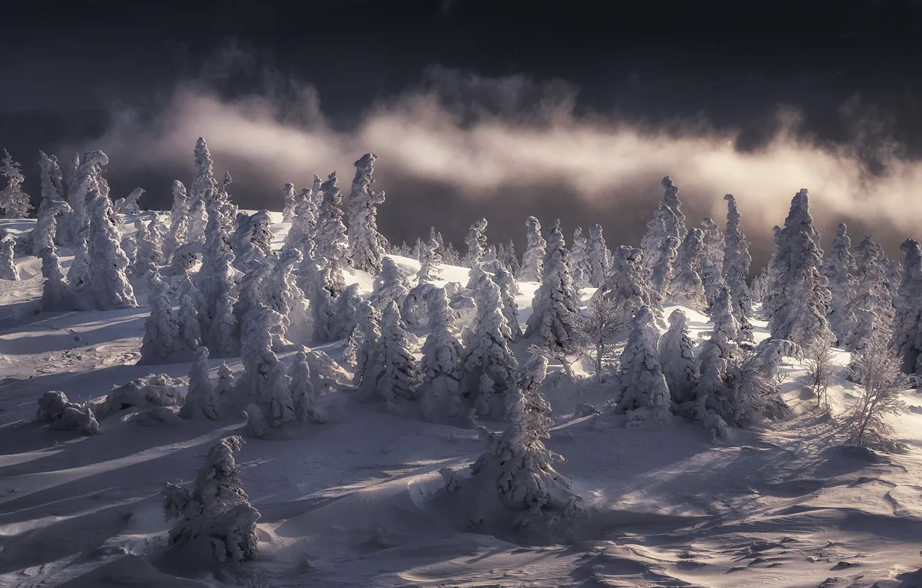 Photo wallpaper winter, clouds, snow, trees, landscape, nature, herringbone, Tatiana Biryukova