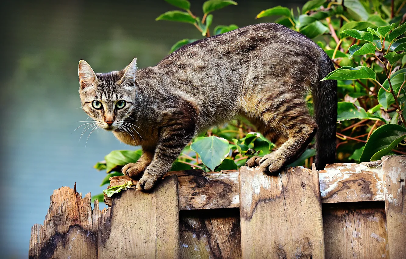 Photo wallpaper cat, cat, leaves, branches, nature, animal, the fence