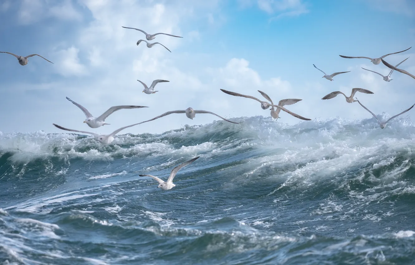 Photo wallpaper sea, wave, the sky, flight, birds, seagulls, pack, a lot