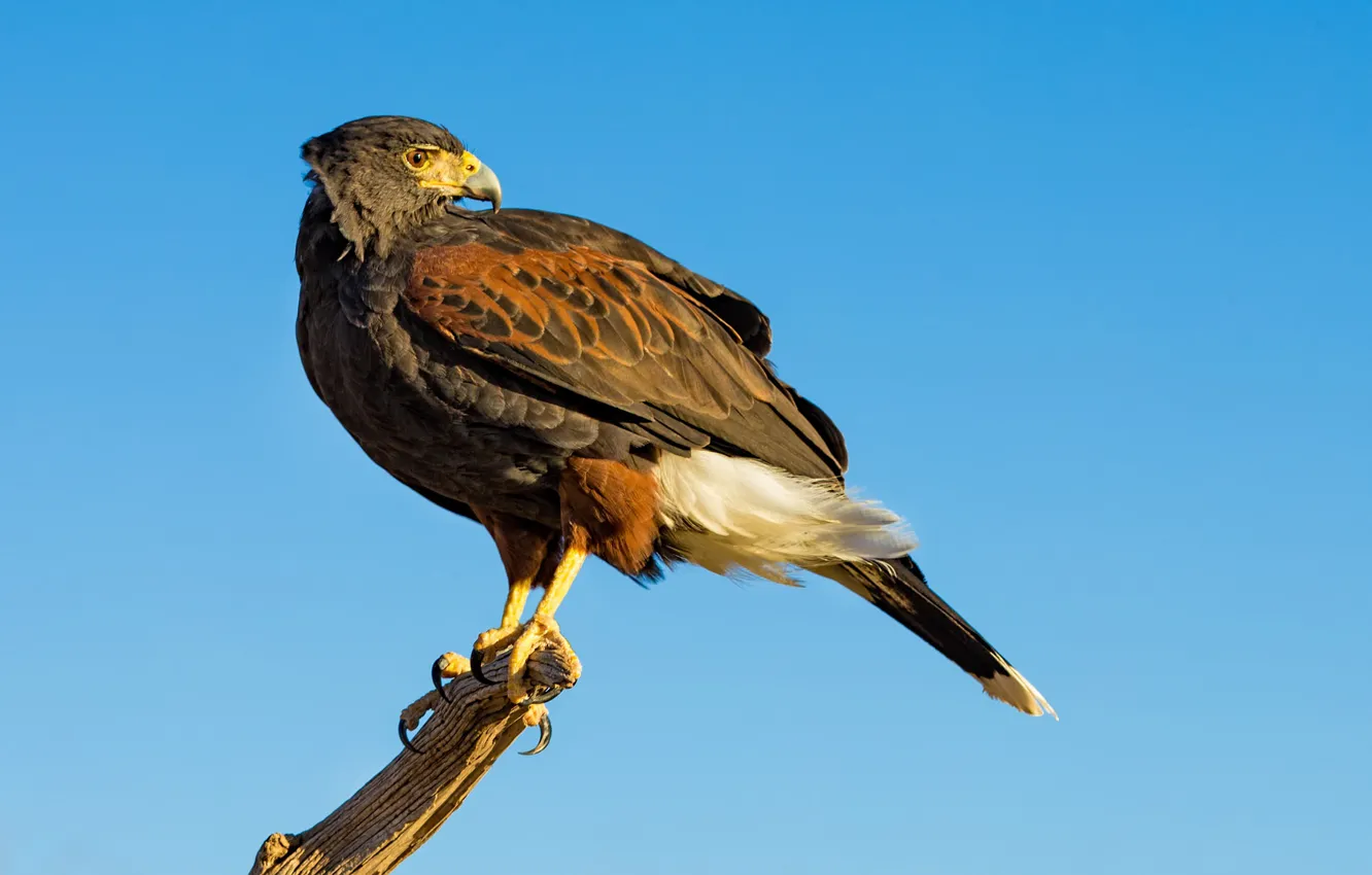 Photo wallpaper bird, predator, beak, hawk, desert Buzzard