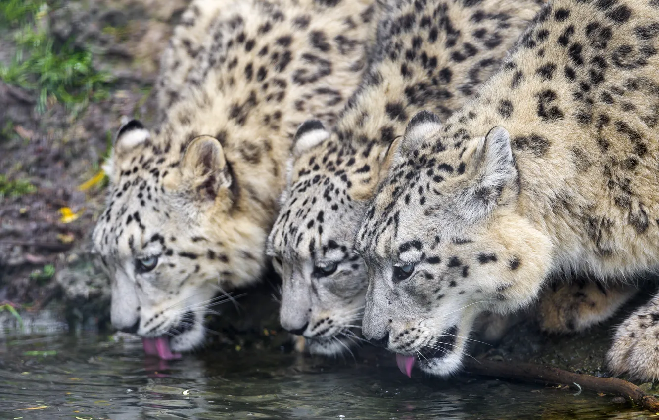 Photo wallpaper cat, IRBIS, snow leopard, trio, drink, ©Tambako The Jaguar