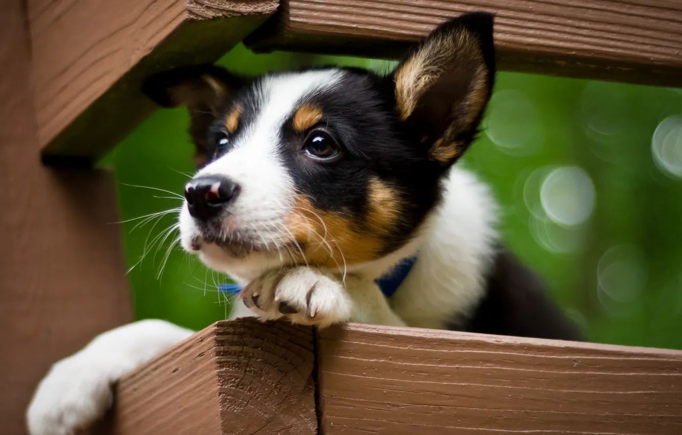 Photo wallpaper look, dog, puppy