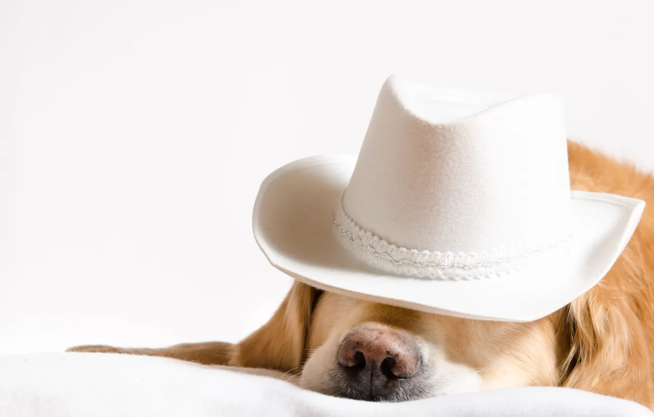 Photo wallpaper background, dog, hat
