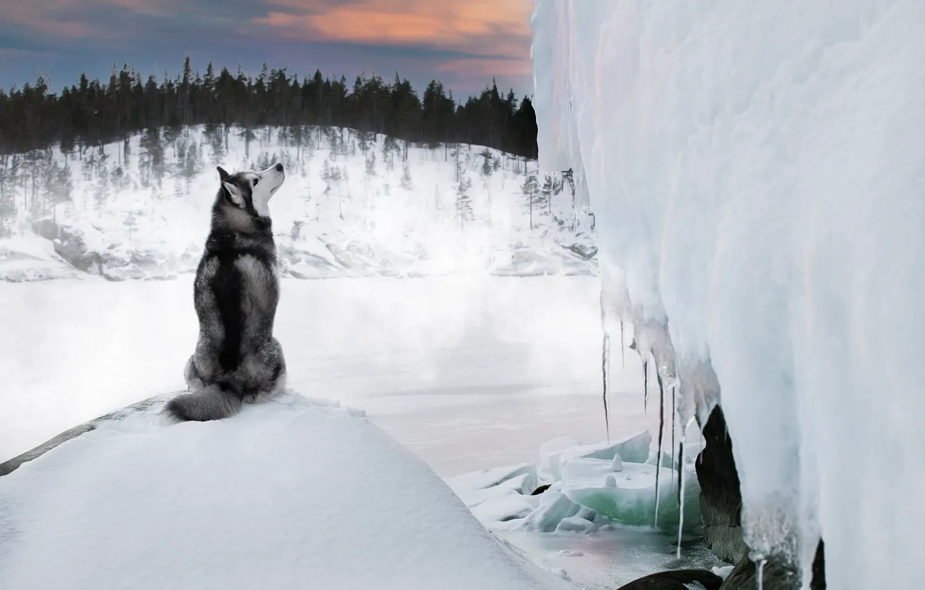 Photo wallpaper winter, snow, nature, lake, animal, ice, dog, icicles