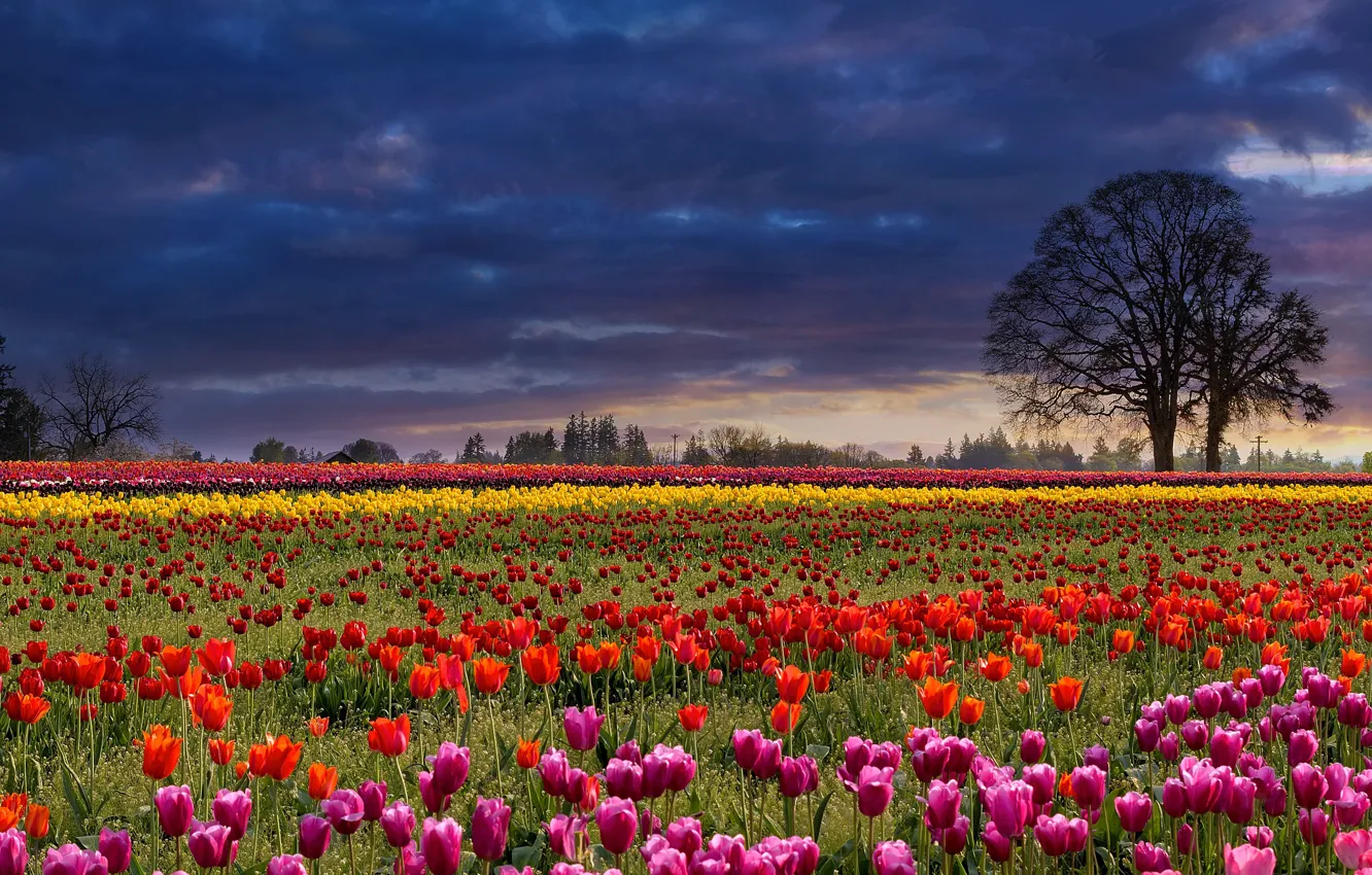 Photo wallpaper field, the sky, trees, flowers, clouds, strip, glade, spring