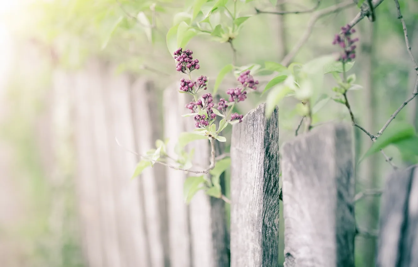 Photo wallpaper nature, the fence, lilac