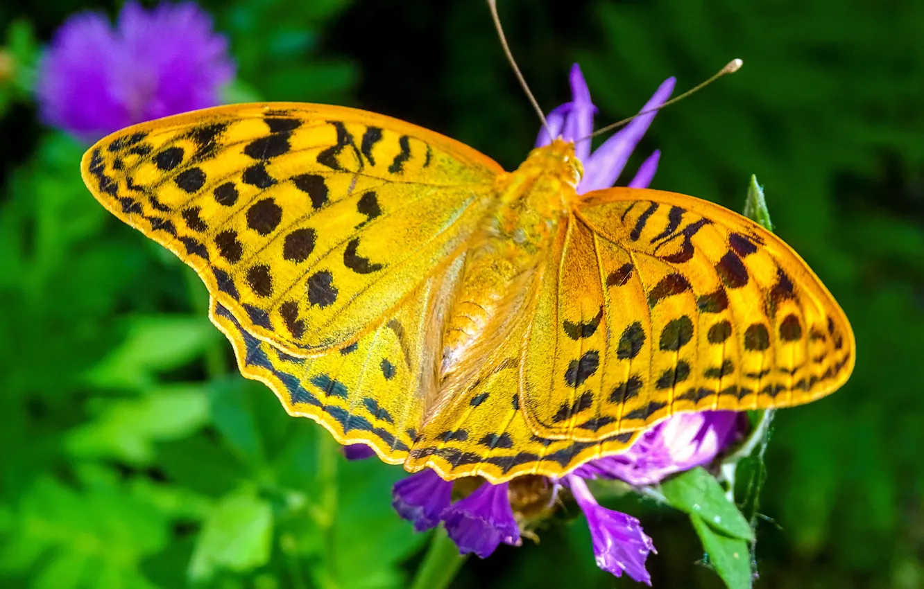Photo wallpaper summer, butterfly, color, beauty