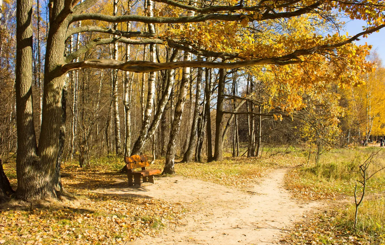 Photo wallpaper autumn, trees, bench